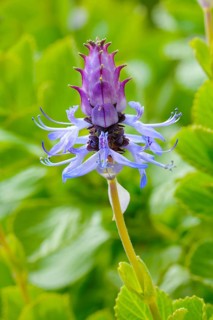 Scardy cat plant (Coleus canina)
