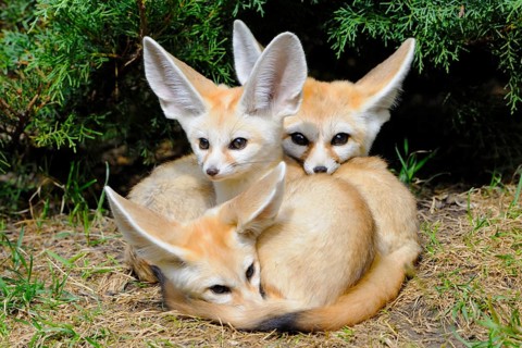 Fennec foxes (Vulpes zerda)