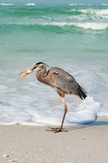 Great blue heron (Ardea herodias) at sea