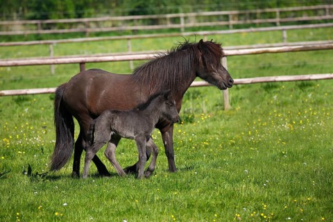 Mare with foal in meadow