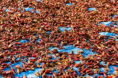Chillies drying in sun