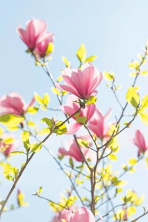 Pink magnolia flowers (Magnolia x soulangeana) with blue sky
