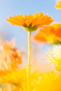 Orange to yellow marigold flowers (Calendula officinalis)