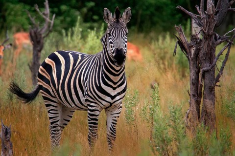 Burchell's Zebra (Equus quagga burchelli)
