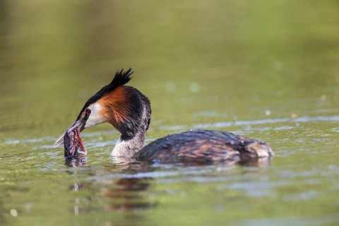Great Crested Grebe (Podiceps cristatus) with European Crayfish (Astacus astacus)