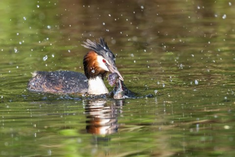 Great crested grebe (Podiceps cristatus) with European crayfish (Astacus astacus) in water