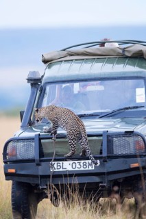 Young leopard (Panthera pardus) on a tourist car. Masai Mara Preserve