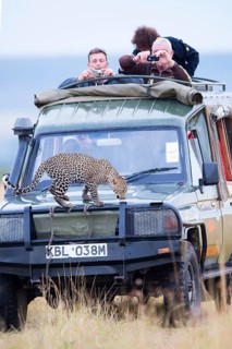 Young leopard (Panthera pardus) on a tourist car. Masai Mara Preserve