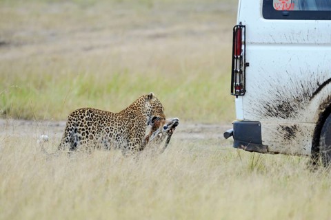 Leopard (Panthera pardus) with prey in the savannah behind a tourist car. Masai Mara Preserve