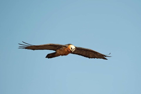 Bearded vulture in flight (Gypaetus barbatus)