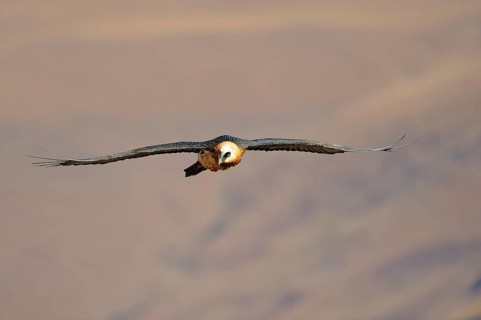 Bearded vulture in flight (Gypaetus barbatus)