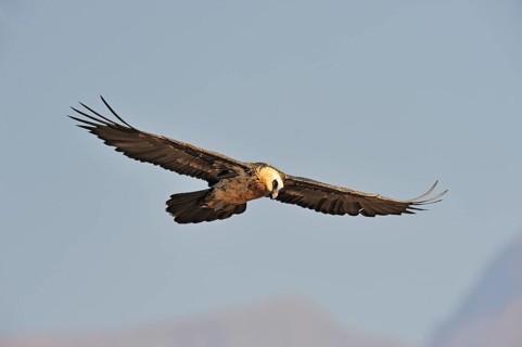 Bearded vulture in flight (Gypaetus barbatus)