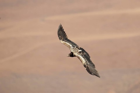 Immature bearded vulture in flight (Gypaetus barbatus)