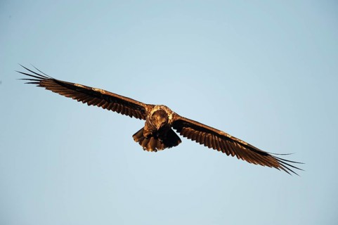 Immature bearded vulture in flight (Gypaetus barbatus)