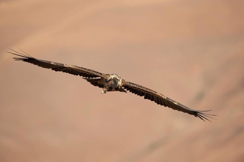 Immature bearded vulture in flight (Gypaetus barbatus)