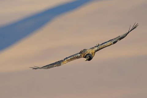 Immature bearded vulture in flight (Gypaetus barbatus)
