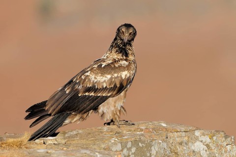 Immature bearded vulture (Gypaetus barbatus)