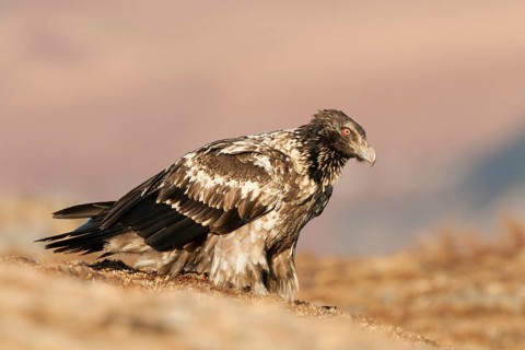 Immature bearded vulture (Gypaetus barbatus)