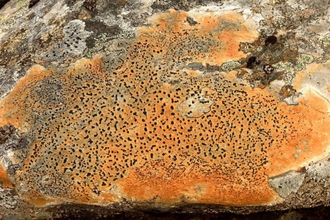 Crusty crustose lichen (Lichen)