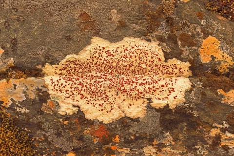 Crusty crustose lichen (Lichen)