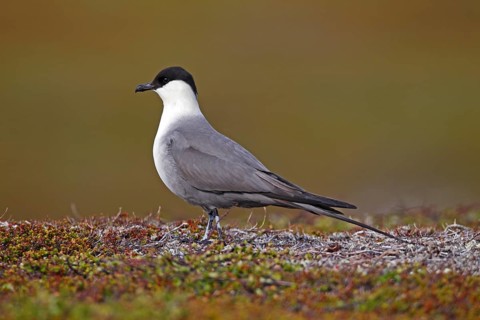 Long-tailed skua (Stercorarius longicaudus)