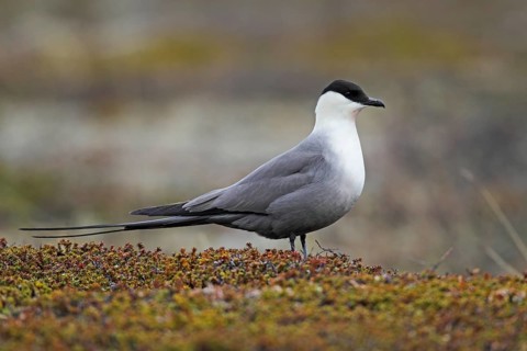 Long-tailed Skua (Stercorarius longicaudus)