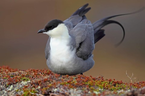 Long-tailed Skua (Stercorarius longicaudus)
