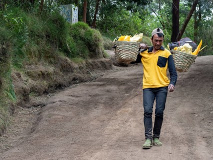 Worker carries sulphur in baskets on his shoulders