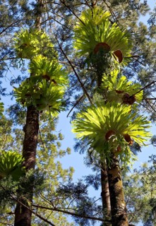 Staghorn fern (Platycerium superbum) growing on tree in a natural habitat