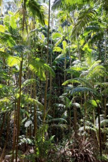 Phoenix palms (Archontophoenix)