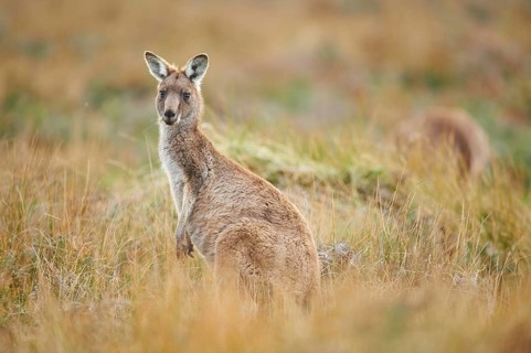 Eastern grey kangaroo (Macropus giganteus)