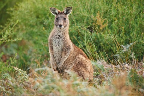 Eastern grey kangaroo (Macropus giganteus)
