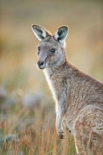 Eastern grey kangaroo (Macropus giganteus)