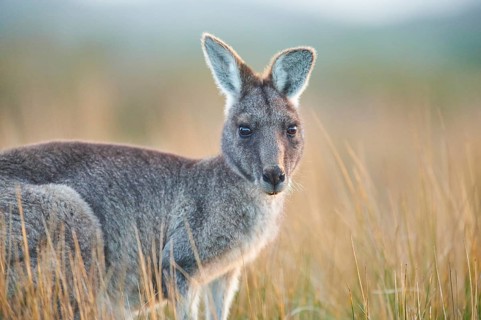Eastern grey kangaroo (Macropus giganteus)
