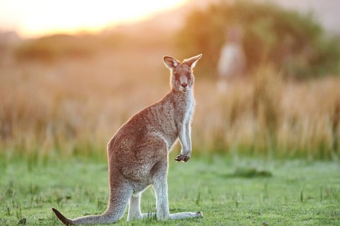 Eastern grey kangaroo (Macropus giganteus)