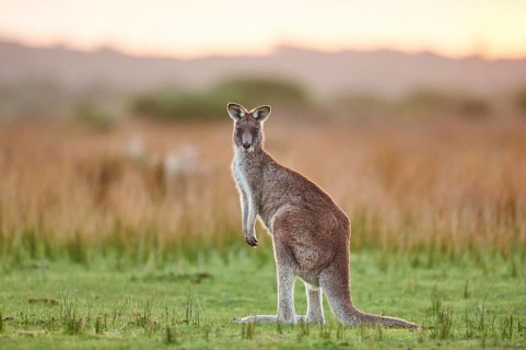 Eastern grey kangaroo (Macropus giganteus)