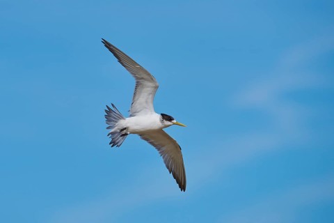 Greater crested tern (Thalasseus bergii) in flight
