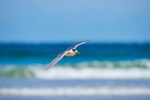 Greater crested tern (Thalasseus bergii) in flight