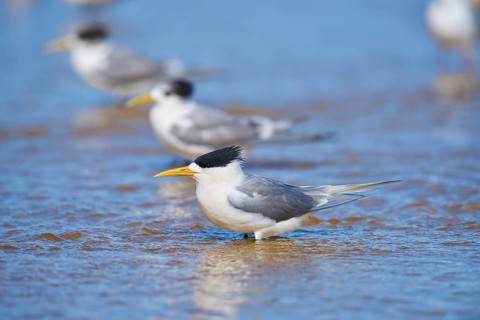 Greater crested tern (Thalasseus bergii) in shallow water