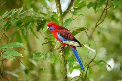 Crimson rosella (Platycercus elegans) sitting in a tree