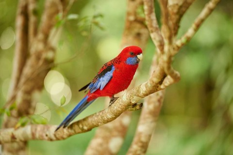Crimson rosella (Platycercus elegans) sitting on a branch