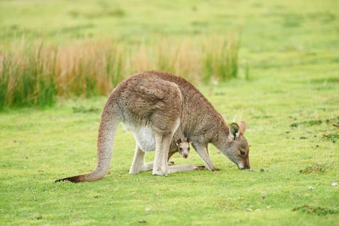 Eastern grey kangaroos (Macropus giganteus)