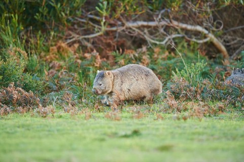 Common wombat (Vombatus ursinus)
