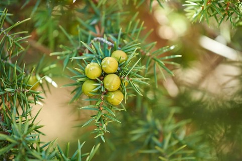 Common juniper (Juniperus communis) with green berries