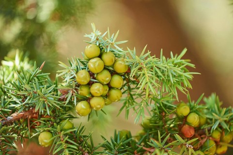 Common juniper (Juniperus communis) with green berries