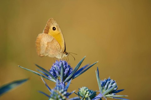 Large heath (Coenonympha tullia) on blue thistle blossom
