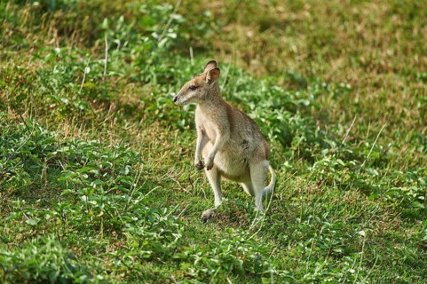 Agile wallaby (Macropus agilis) on a meadow