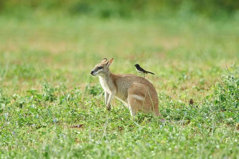 Agile wallaby (Macropus agilis) with an Willie Wagtail (Rhipidura leucophrys) on the back on a meadow
