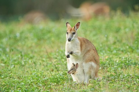 Agile wallaby (Macropus agilis)