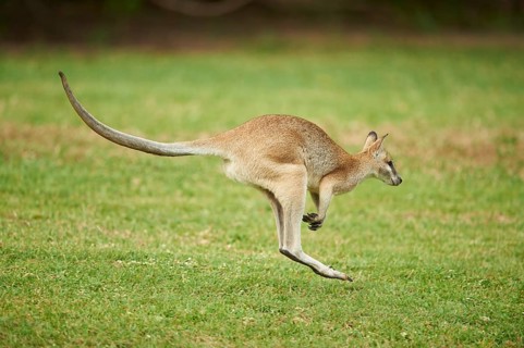 Agile wallaby (Macropus agilis) jumping on a meadow